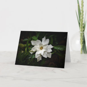 Gardenia, tarjeta