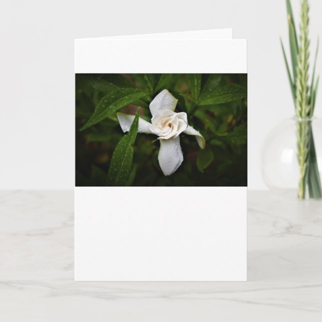 Gardenia, tarjeta (Anverso)
