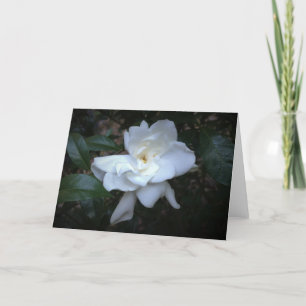 Gardenia, tarjeta