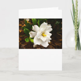 Gardenia, tarjeta