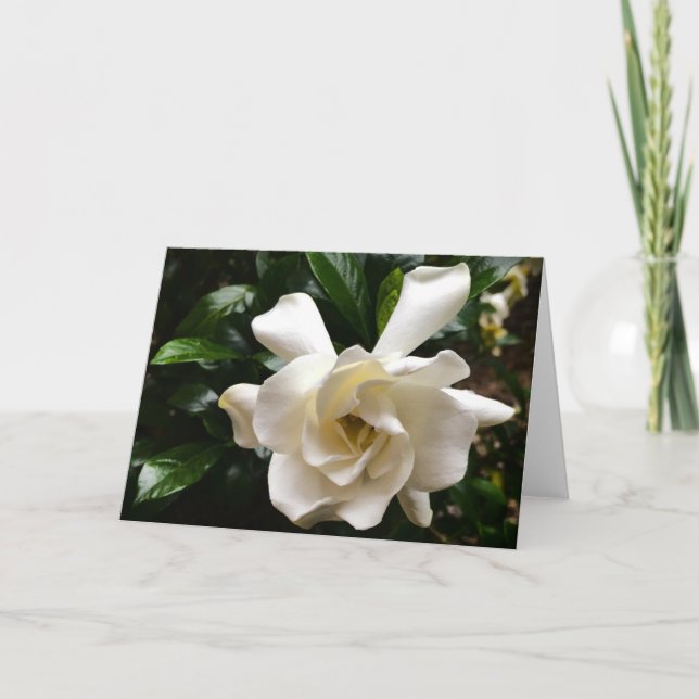 Gardenia, tarjeta (Anverso)