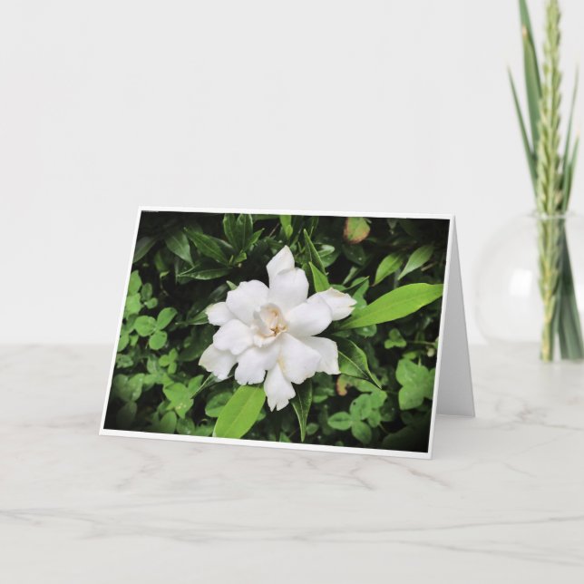 Gardenia, tarjeta (Anverso)