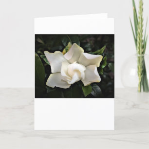 Gardenia, tarjeta