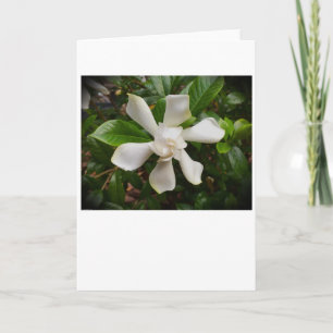 Gardenia, tarjeta