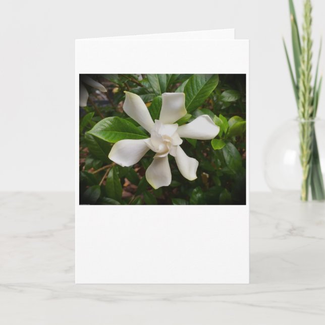 Gardenia, tarjeta (Anverso)