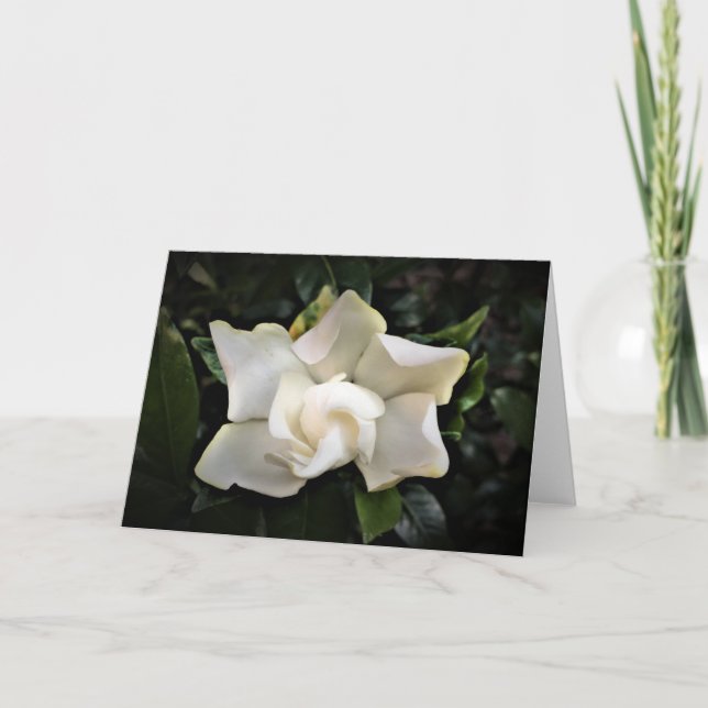 Gardenia, tarjeta (Anverso)