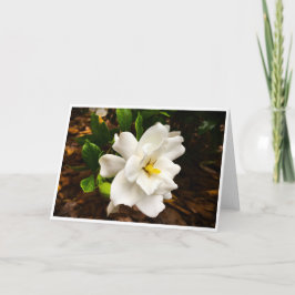 Gardenia, tarjeta