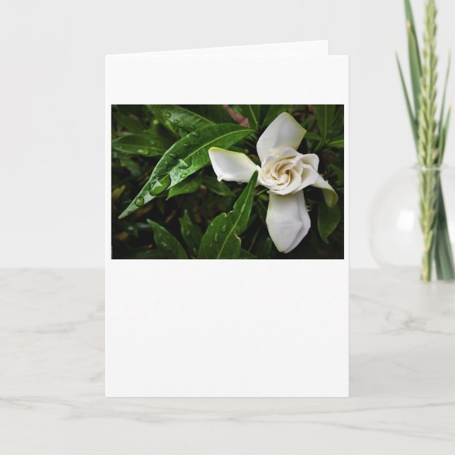 Gardenia, tarjeta (Anverso)
