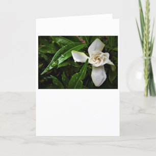 Gardenia, tarjeta