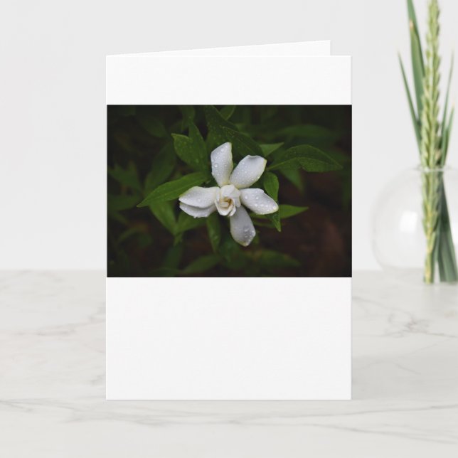 Gardenia, tarjeta (Anverso)
