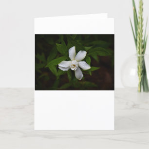 Gardenia, tarjeta