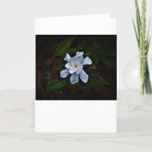 Gardenia, tarjeta