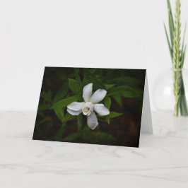 Gardenia, tarjeta