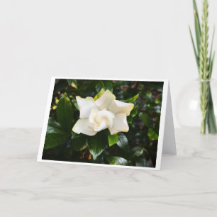 Gardenia, tarjeta