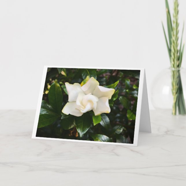 Gardenia, tarjeta (Anverso)
