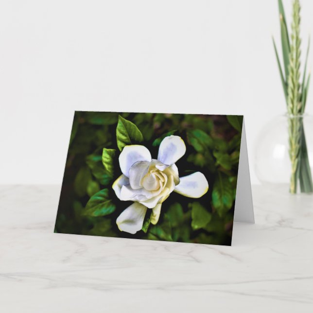 Gardenia, tarjeta (Anverso)