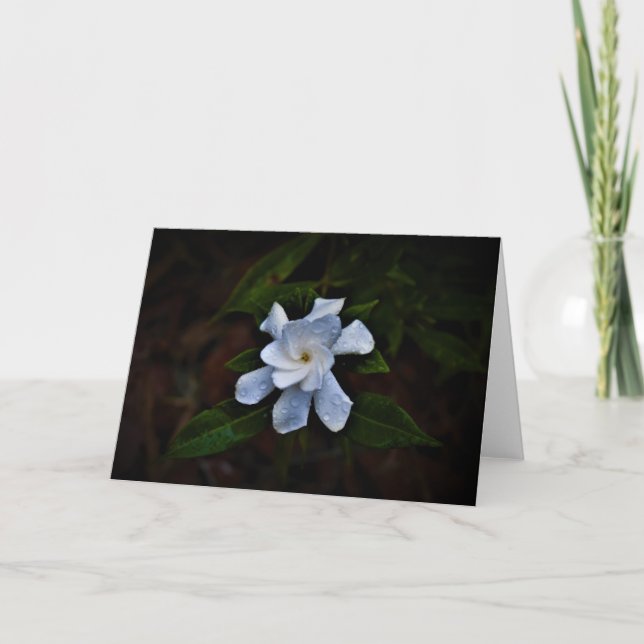 Gardenia, tarjeta (Anverso)