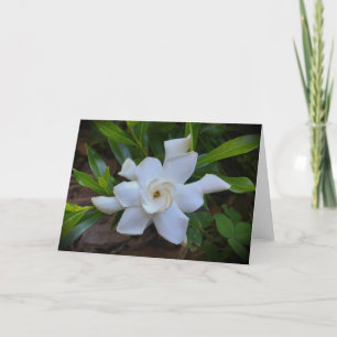 Gardenia, tarjeta