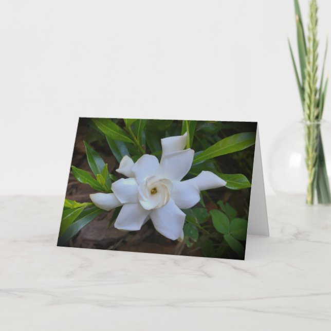 Gardenia, tarjeta (Anverso)