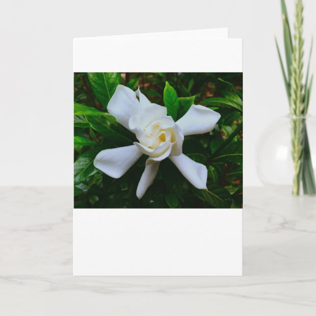 Gardenia, tarjeta (Anverso)