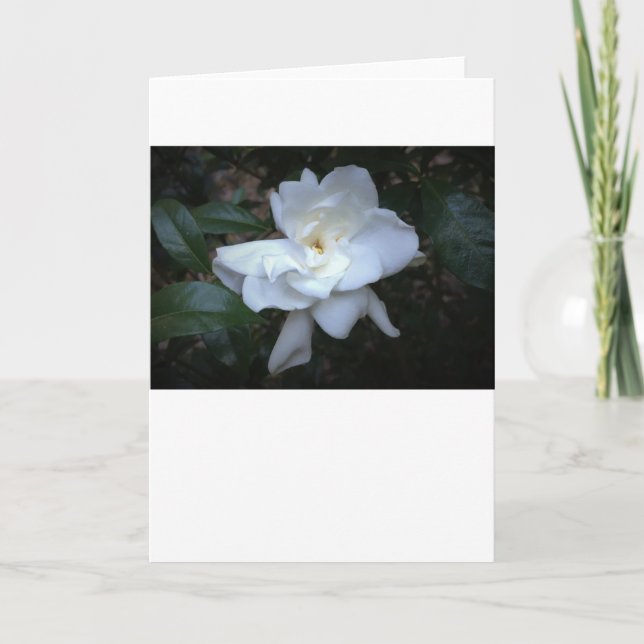 Gardenia, tarjeta (Anverso)