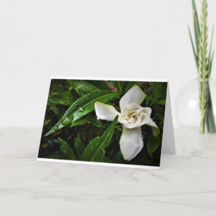 Gardenia, tarjeta