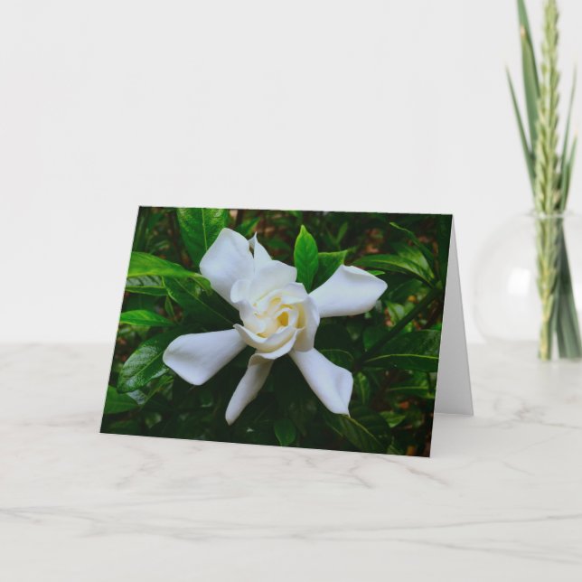 Gardenia, tarjeta (Anverso)