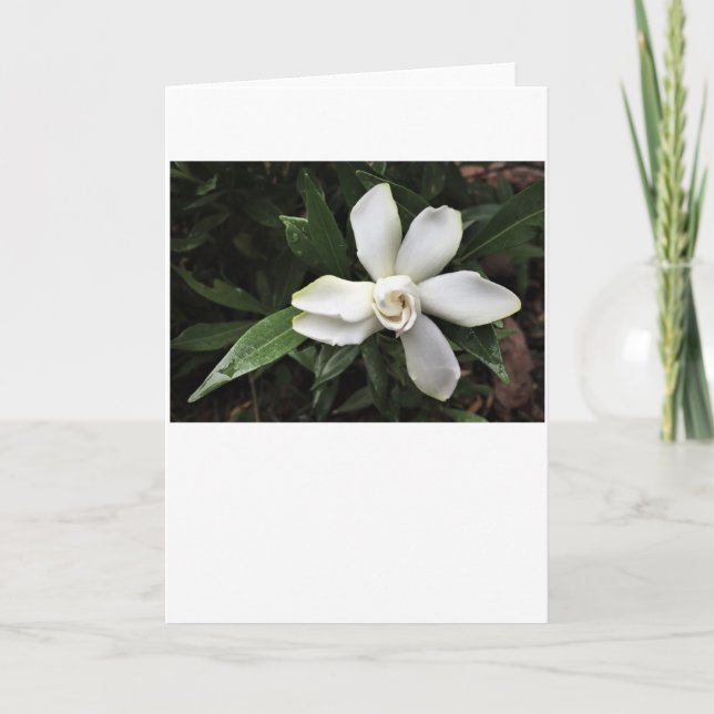 Gardenia, tarjeta (Anverso)