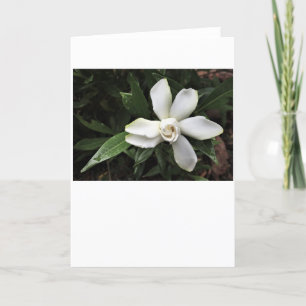 Gardenia, tarjeta