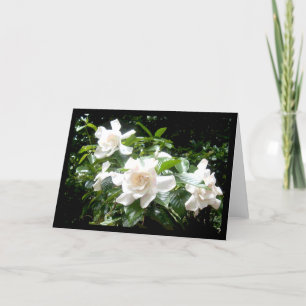 Gardenia, tarjeta en blanco