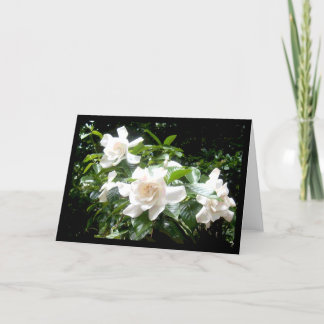 Gardenia, tarjeta en blanco