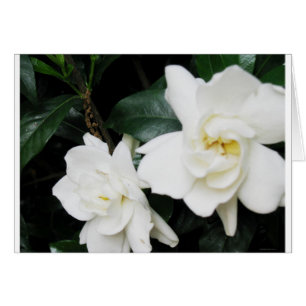 Gardenias