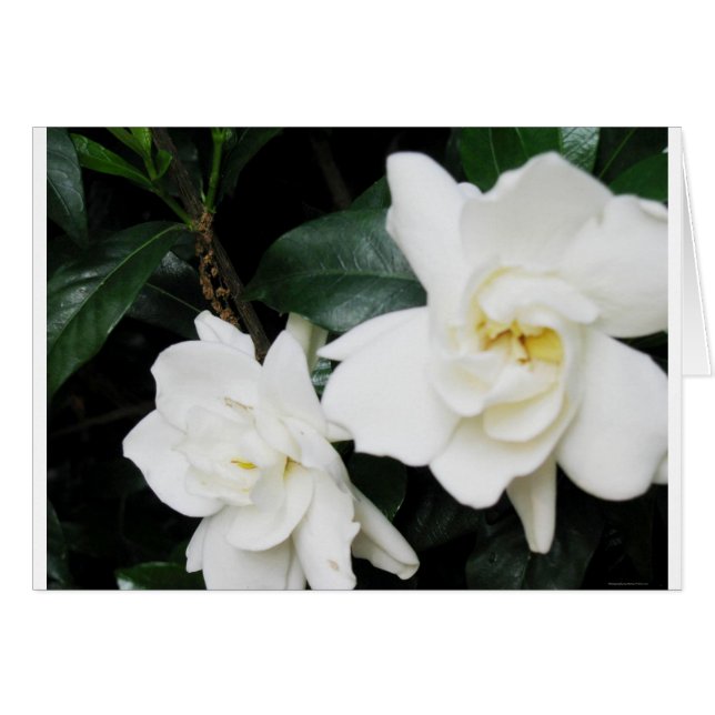 Gardenias (Anverso (Horizontal))