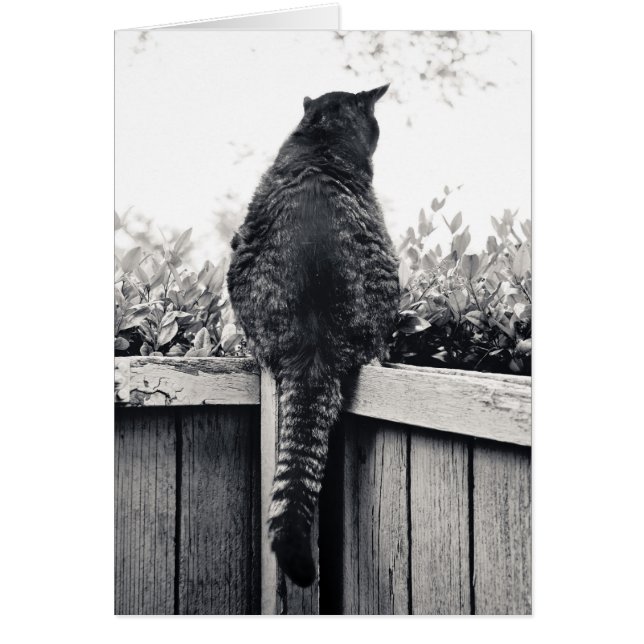 Gargoyle viviente (Frente)