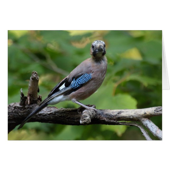 Garrulus glandarius - Eichelhäher (Anverso (Horizontal))