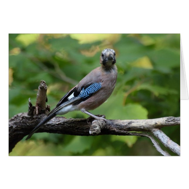 Garrulus glandarius - Eichelhäher (Anverso (Horizontal))