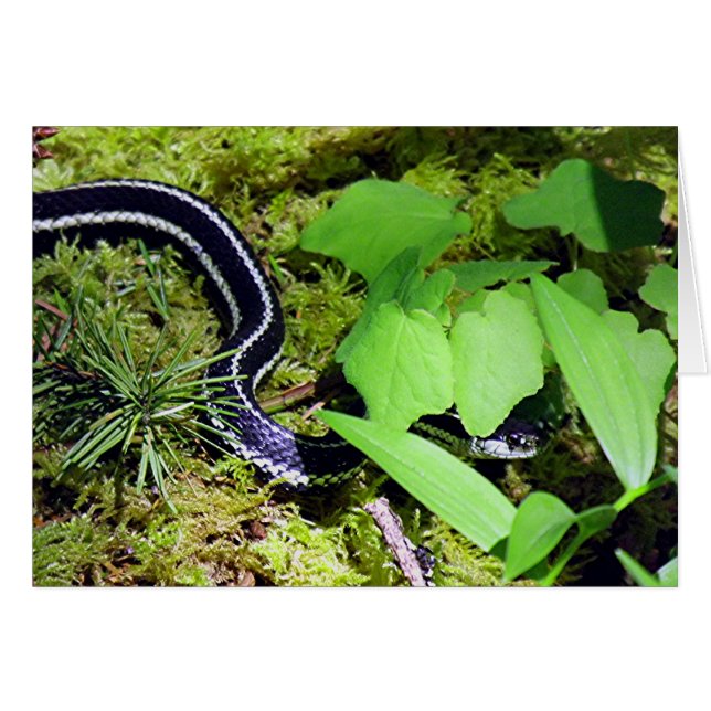 Garter Snake (Anverso (Horizontal))