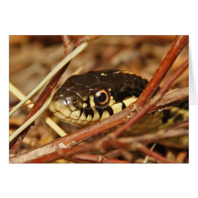 Garter Snake (Anverso (Horizontal))