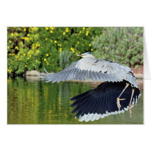 Garza azul en flght cerca de las cascadas de los