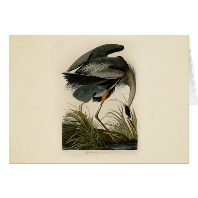Garza azul grande de Audubon Marsh Bird (Anverso (Horizontal))