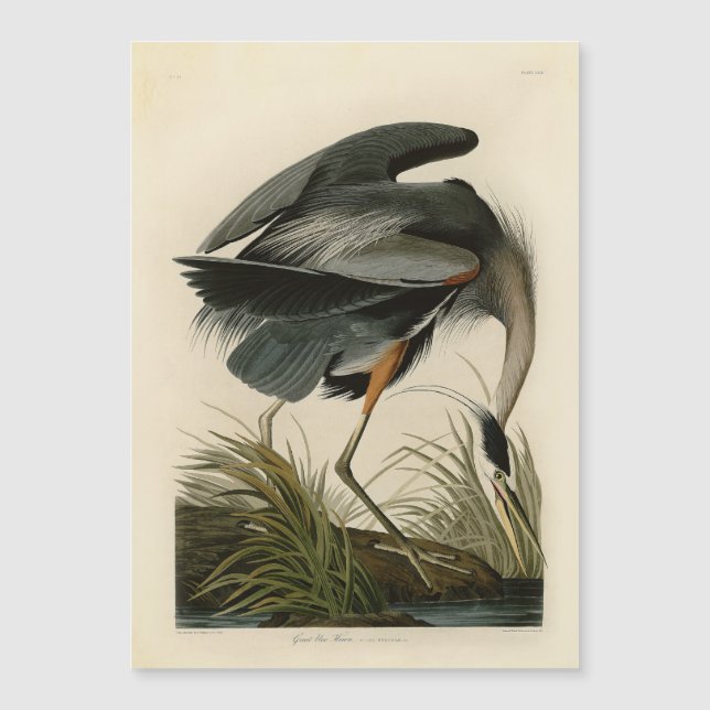 Garza azul grande de Audubon Marsh Bird (Anverso)