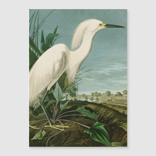 Garza Blanca de Audubon Ave Birding