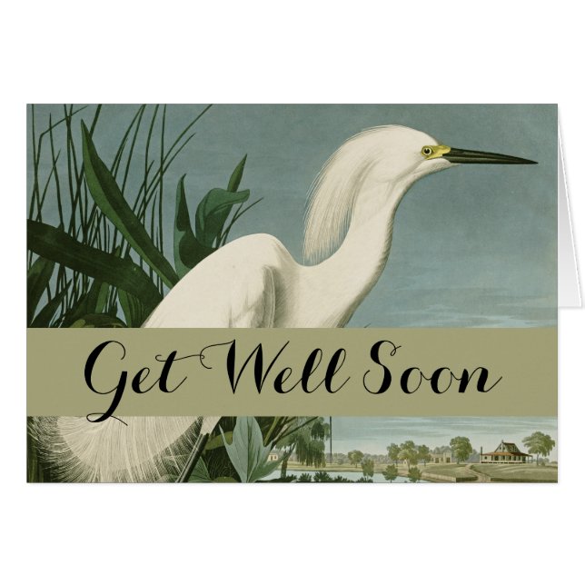 Garza Blanca de Audubon Ave Birding (Anverso (Horizontal))
