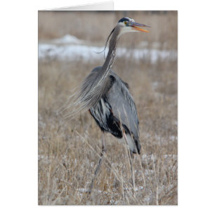 Garza de gran azul