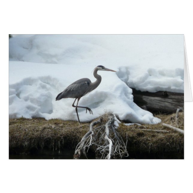 Garza de gran azul (Anverso (Horizontal))