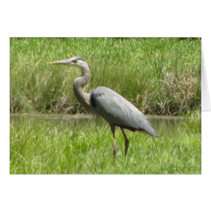 Garza de gran azul
