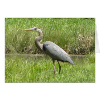 Garza de gran azul