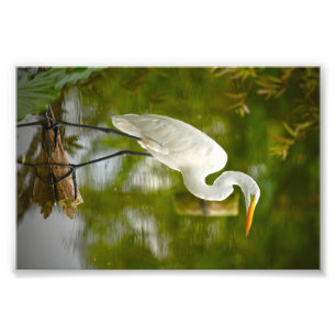 Garza de gran blanco en una fotografía del