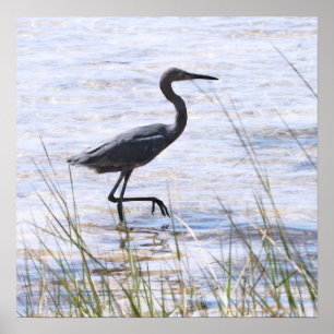 Garza de pequeño azul en la impresión de la lona