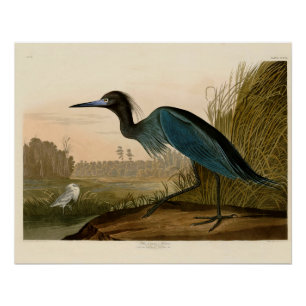 Garza Grulla Azul Impresión de Audubon Arte Coster